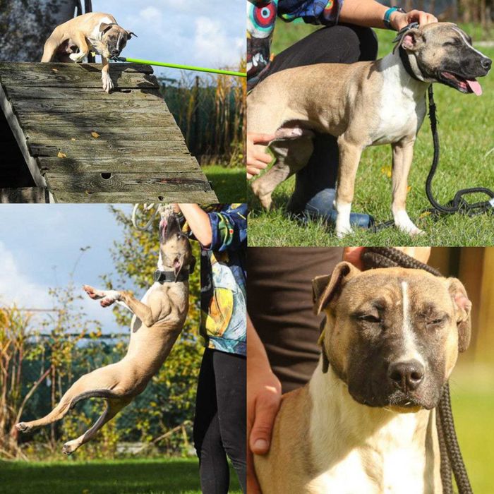 Pit Bull , import Bałkany