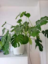 MONSTERA dziurawa