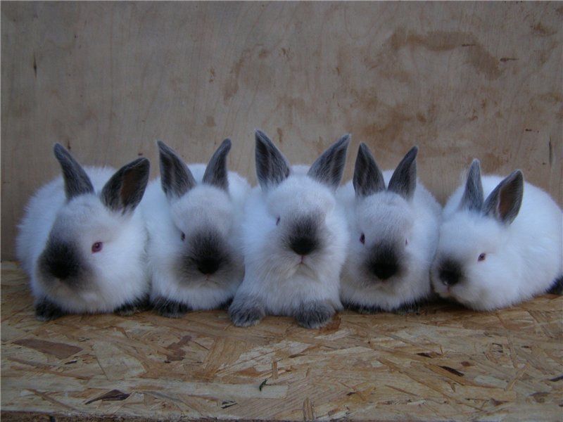 Кролики каліфорнія