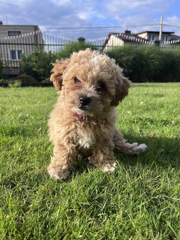 Bichpoo/Poochon/Maltipoo. Pudel/Bichon Frise