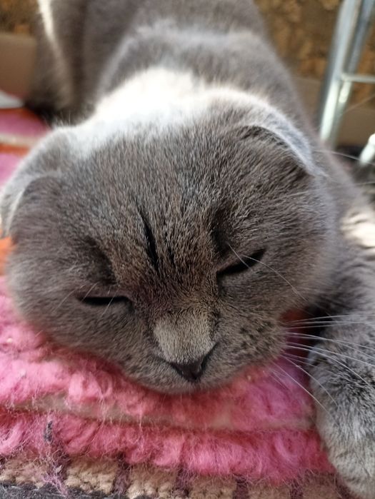 Отдам кошку (Самовывоз)