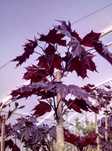 Klony:Purple Globe,Royal Red,Crimson Centry,Esk Sunset,Brillantissimu