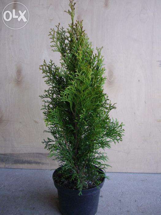 Tuja thuja SZMARAGD wysokość 250 cm w cenie 160 zł kopane z gruntu