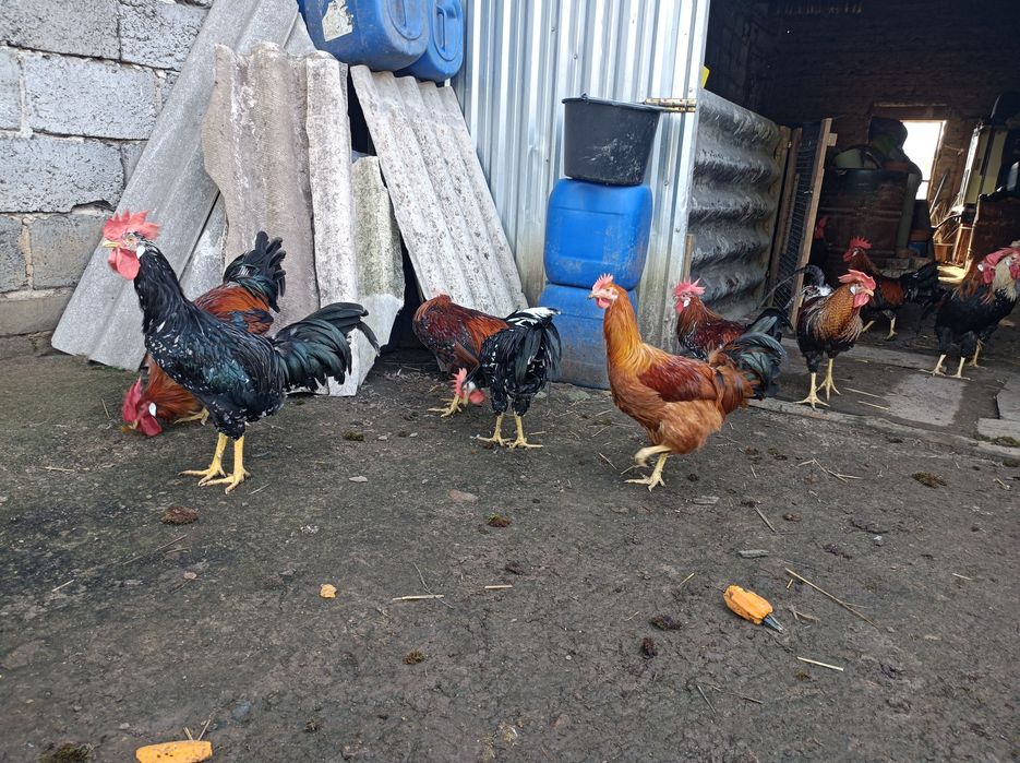 Koguty Rasy Włoszka