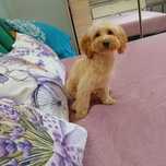 Maltipoo, maltańczyk &pudel toy piesek ,kąplet szczepień