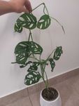 Monstera monkey mask