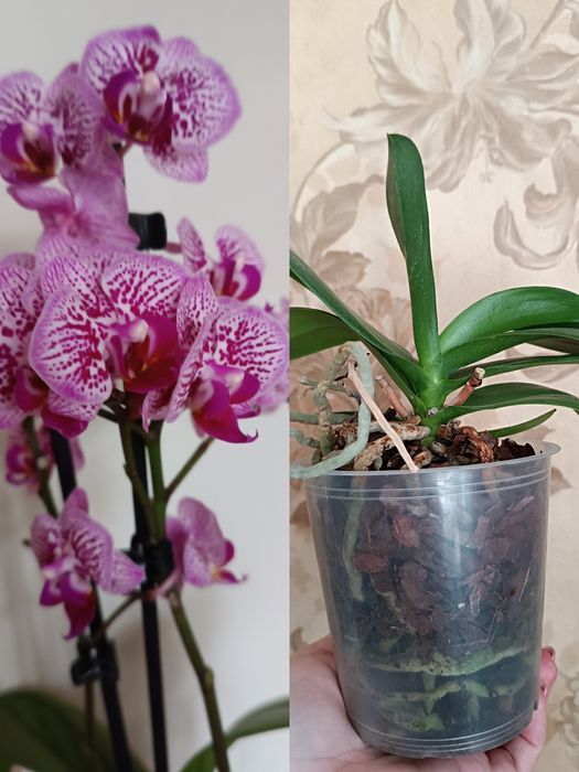 Орхідеї фаленопсиси сортові