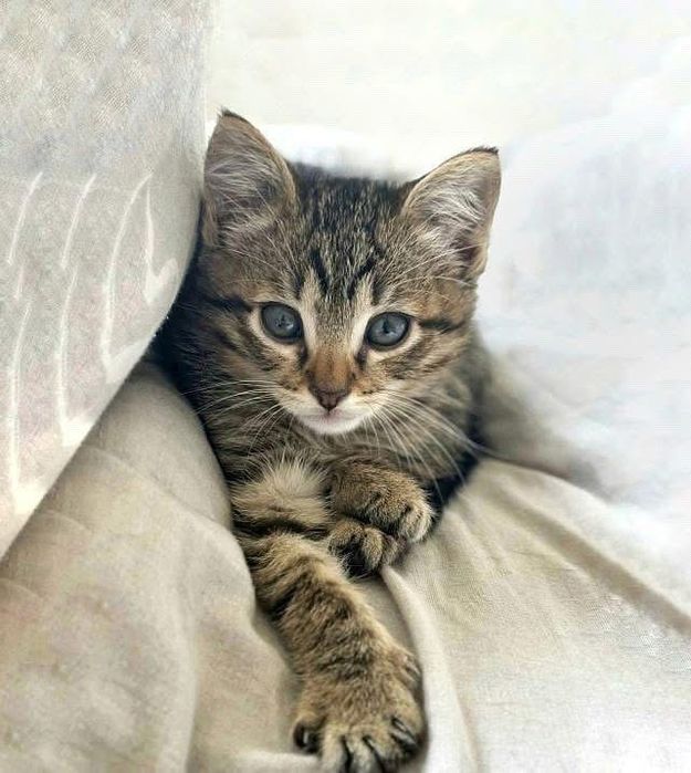 Красивый тигровый котенок