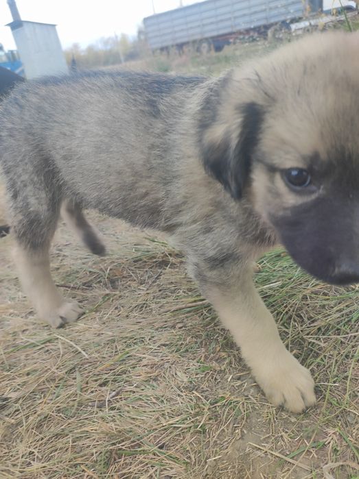 Цуценята безкоштовно