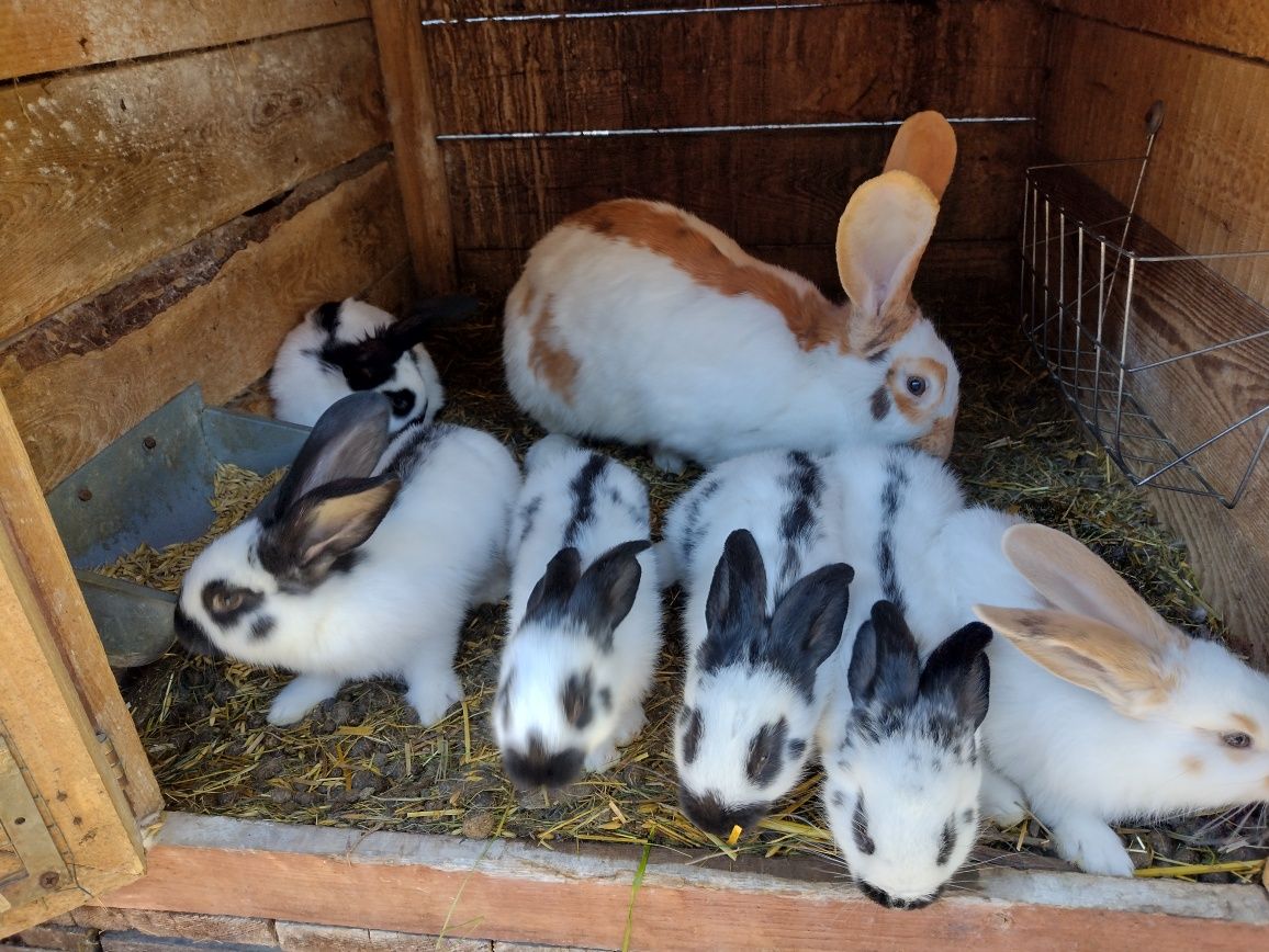 Osc OSZ srokacze czarne żółte młode króliki