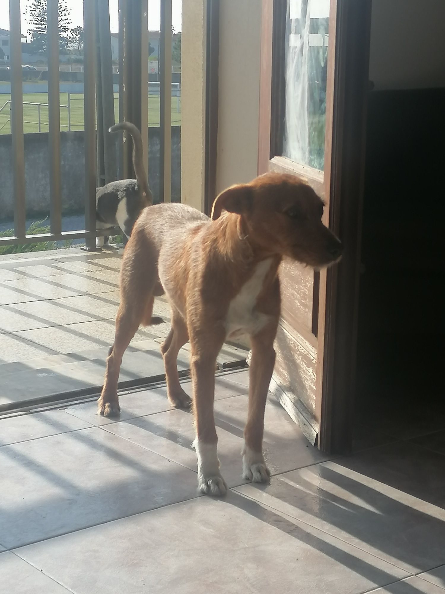 *URGENTE* caozinho macho para adoção