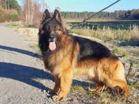 Pies samiec Owczarek Niemiecki