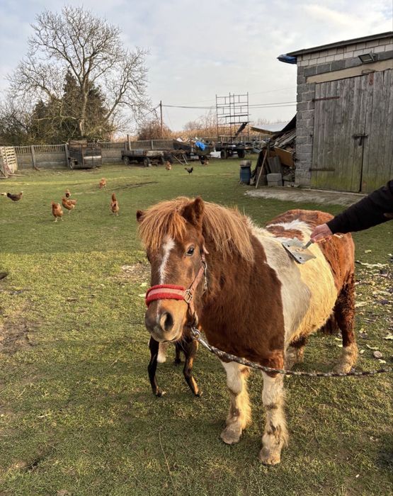 Sprzedam pięknego kucyka
