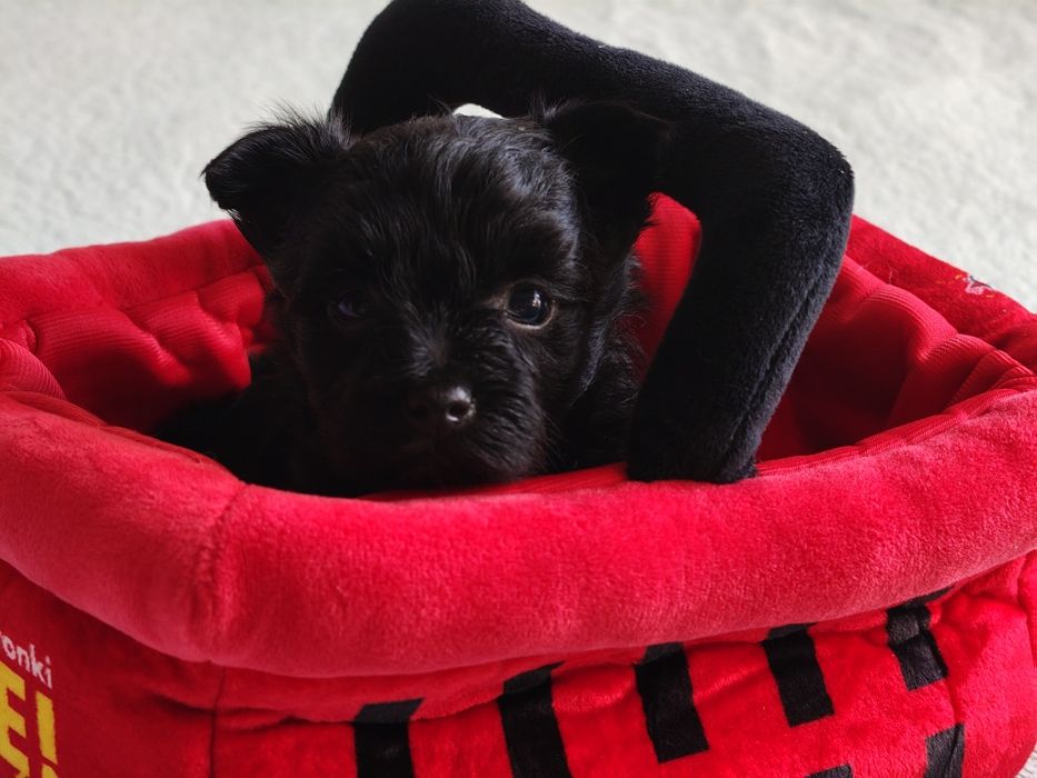 Czarny piesek Yorkshire terrier