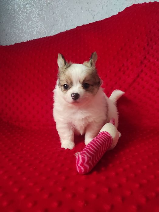 НУ очень красивый малыш!!!