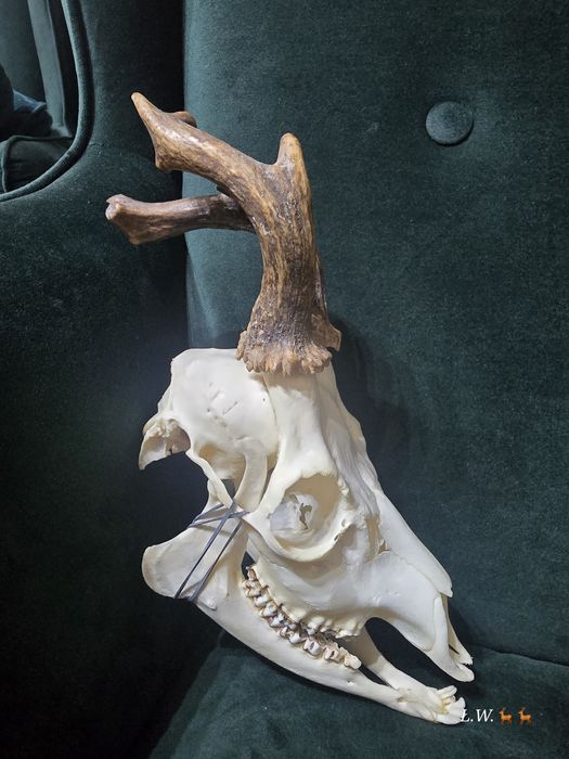 Rogacz kozioł myłkus  do wyceny