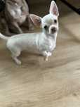Piesek Chihuahua Biały / Krem blue oczka .
