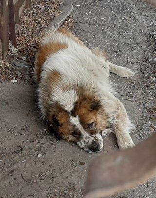 Отдам даром в добрые руки собаку породы Алабай