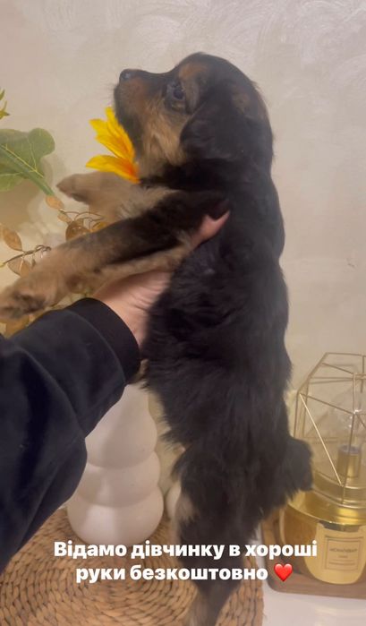 Собачка дівчинка чихуа безкоштовно хуст