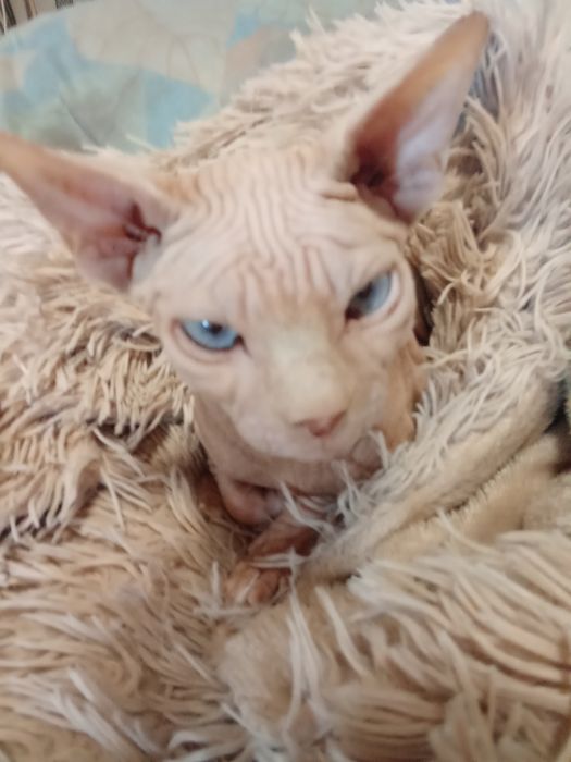 Канадский сфинкс