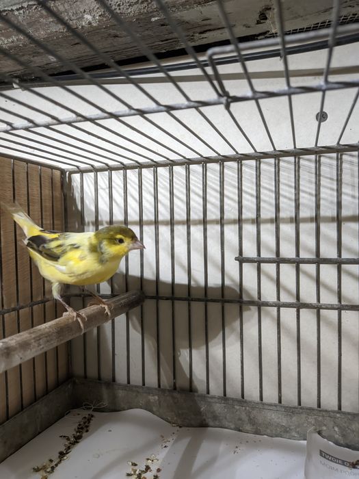 Kanarki i inne ptaki