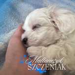 Maltańczyk szczeniaczek