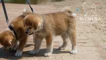 Akita japońska akita inu piękna suczka dobrze rokująca zkwp