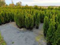 Tuja Thuja szmaragd 80cm Transport do klienta