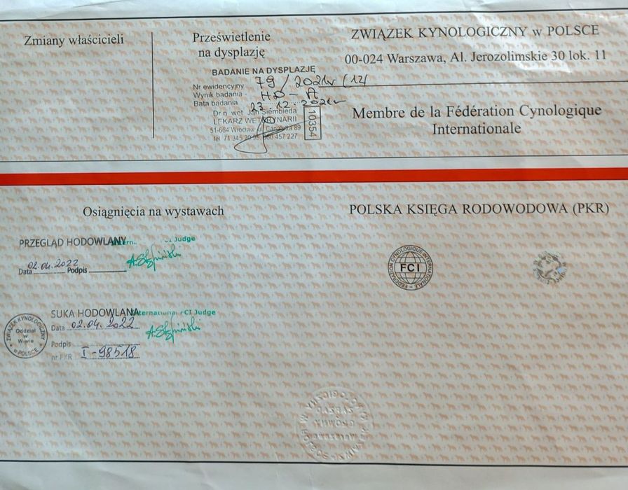 Suka hodowlana Owczarek Podhalański