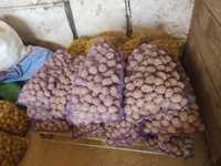 Ziemniaki do sadzenia Soraya belaroza