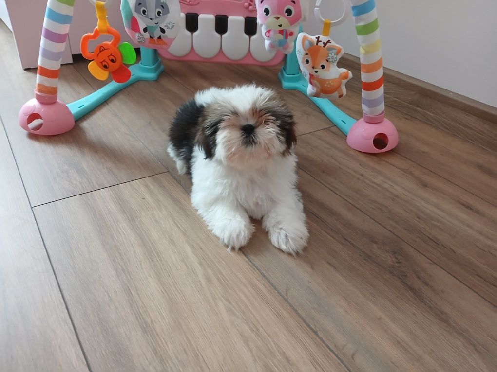 Sunia Shih-tzu z Rodowodem