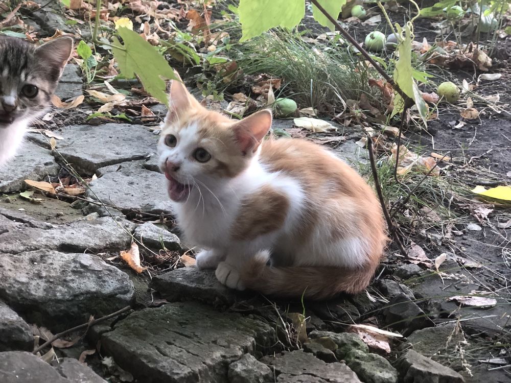 Котята в добрые руки
