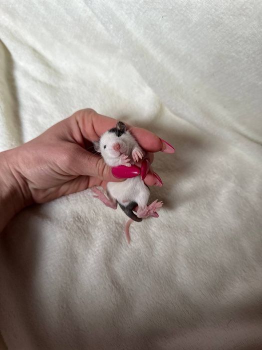 Крисята дамбо хлопчики та дівчатка