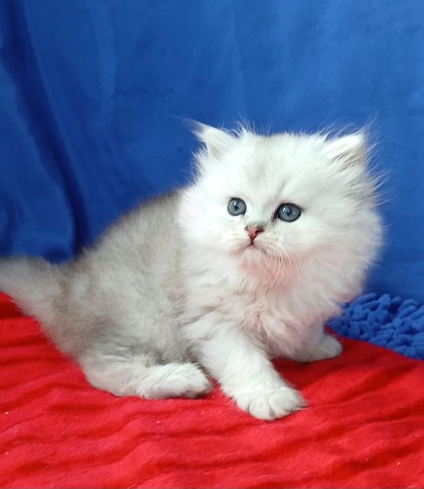 Девочка Серебристая шиншилла длинношерстная британская