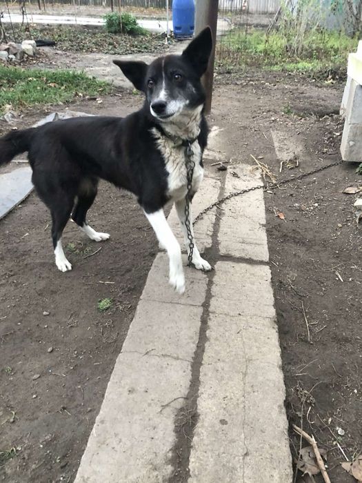 Собака, сучка, отдам в добрые руки