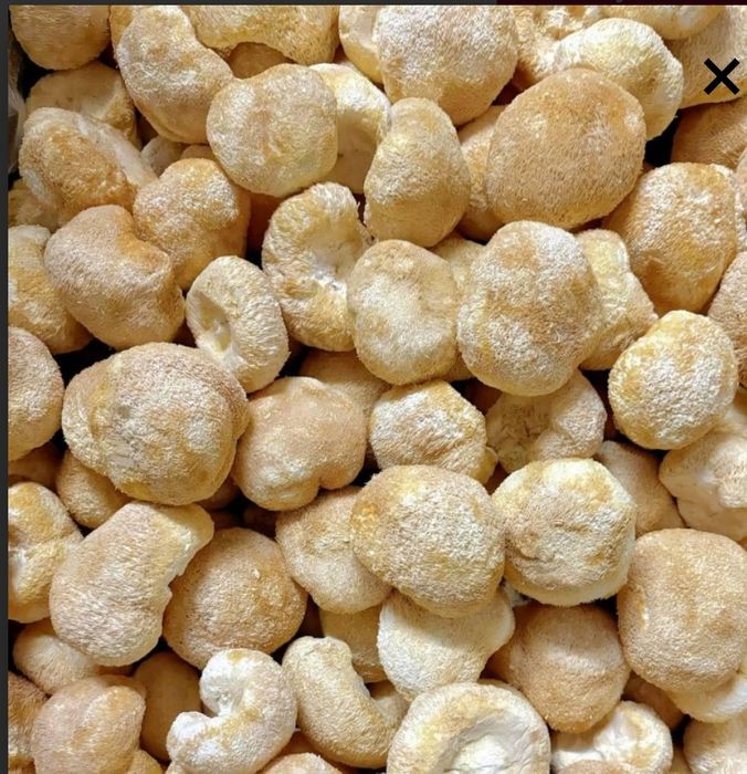 Їжовік гребінчастий, траметес, рейши, кордіцепс