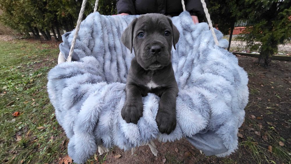 Cane Corso Italiano SUCZKA BŁĘKITNA