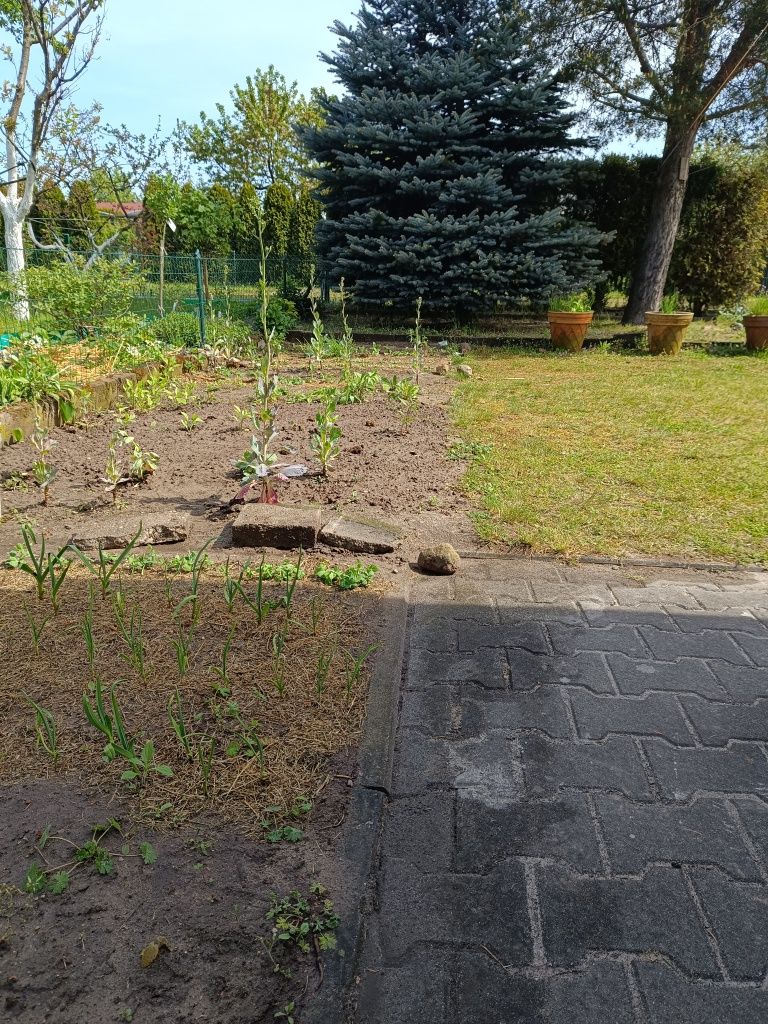 Ogródek pod warzywa