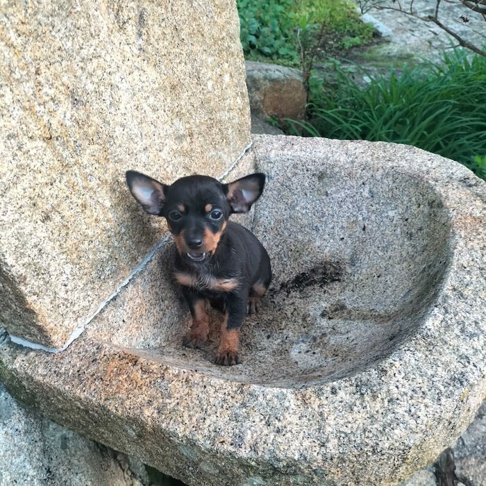 Pincher fêmea belíssima