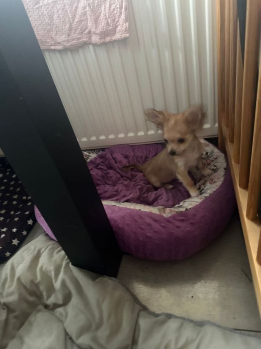 Sunia chihuahua długowłosa