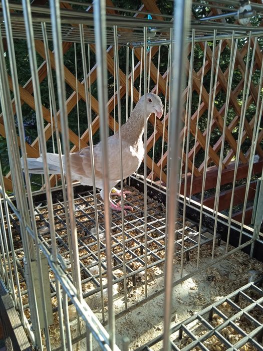 Samica ozdobna rzeszowska rzeszowskie garbonos garbonosy