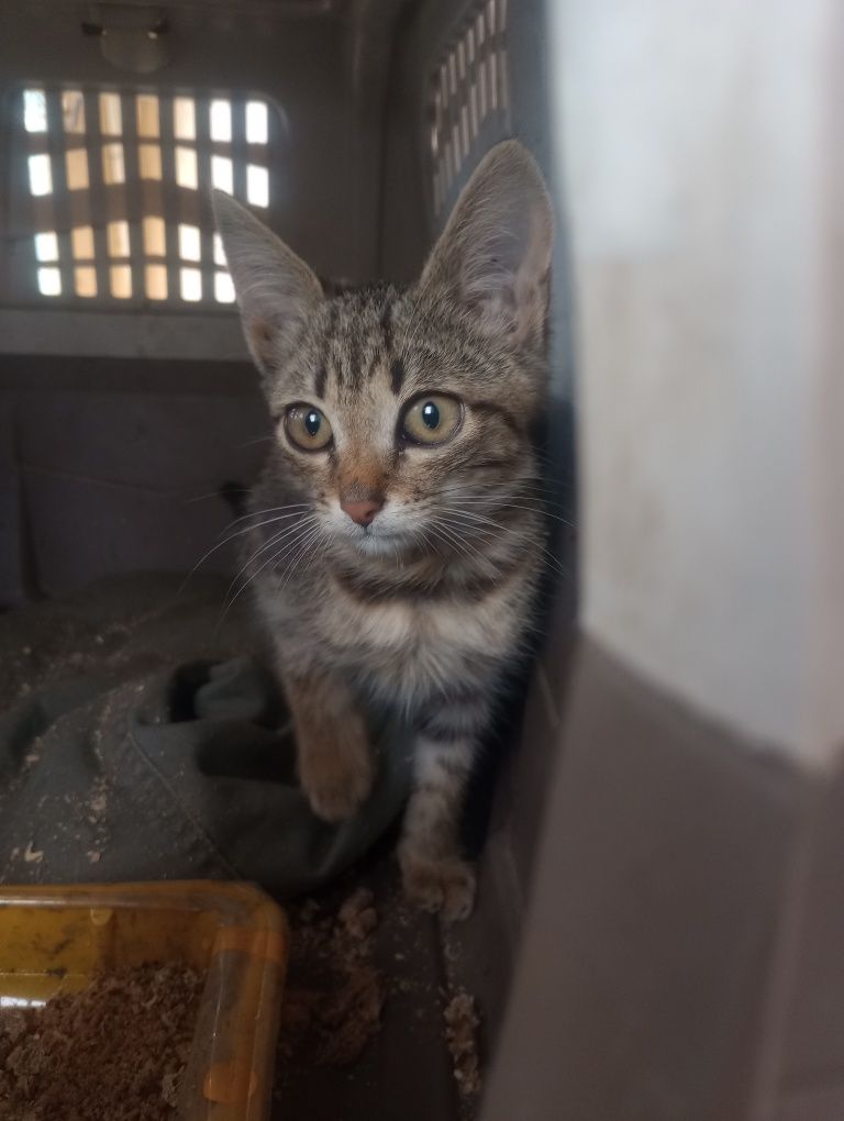 Котик Шпротик 2 месяца+бесплатная кастрация