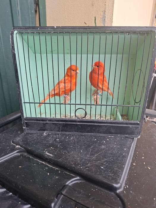 Canários vermelhos