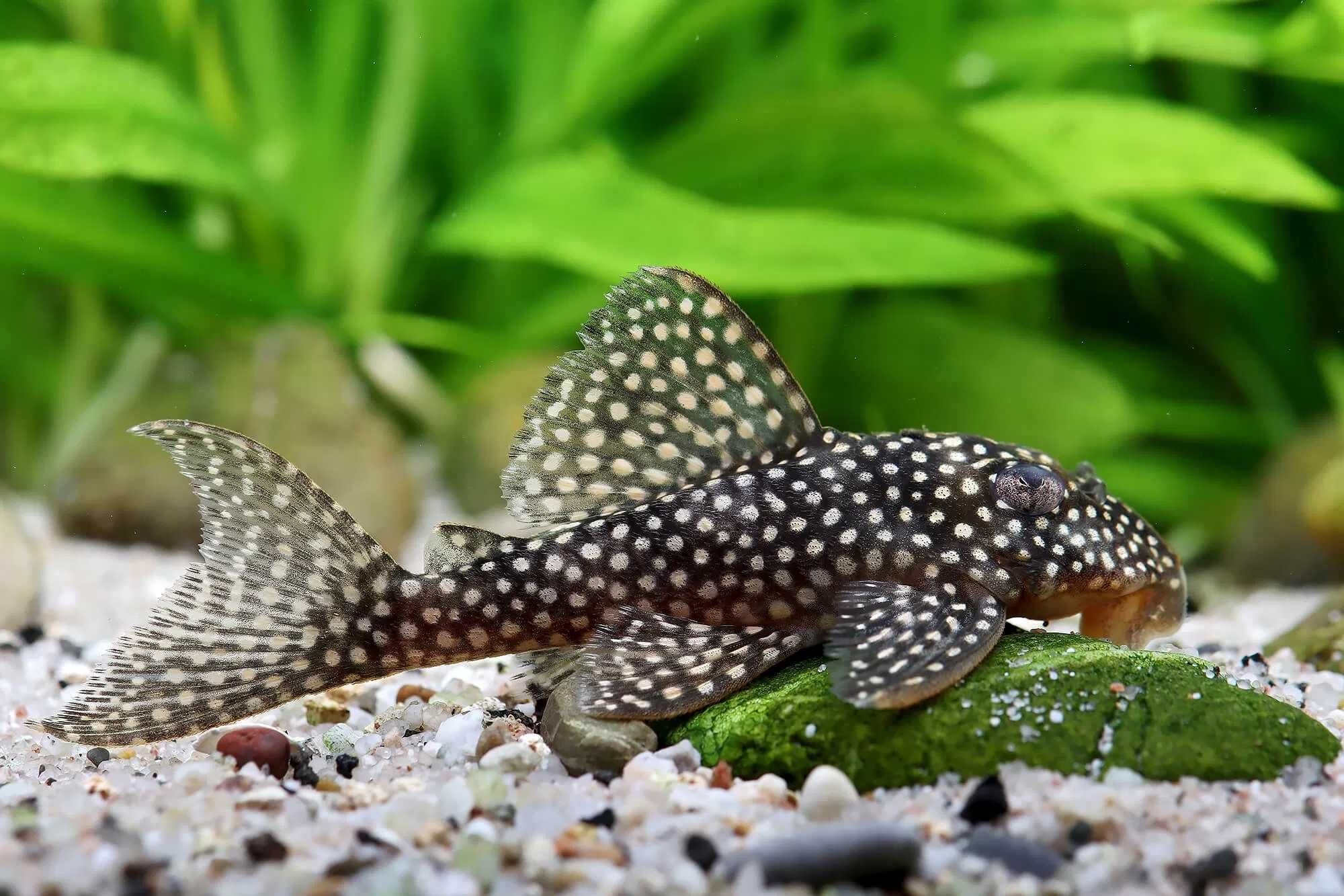 Zbrojnik Hypancistrus L136