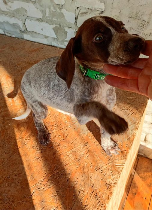 Piesek Wyżeł niemiecki krótkowłosy