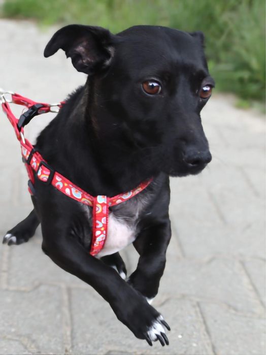 Sunia Bajka szuka domku