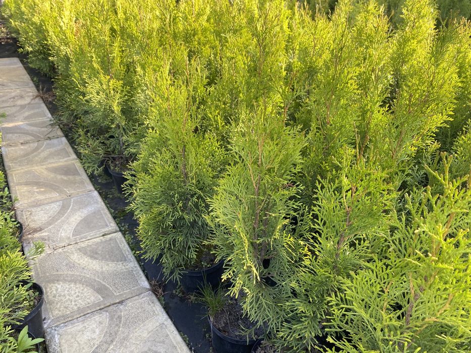 Вечнозелёная туя Смарагд. Хвойные растения .
