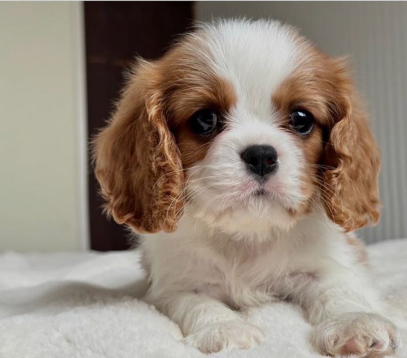 Кавалер Кинг Чарльз спаниель