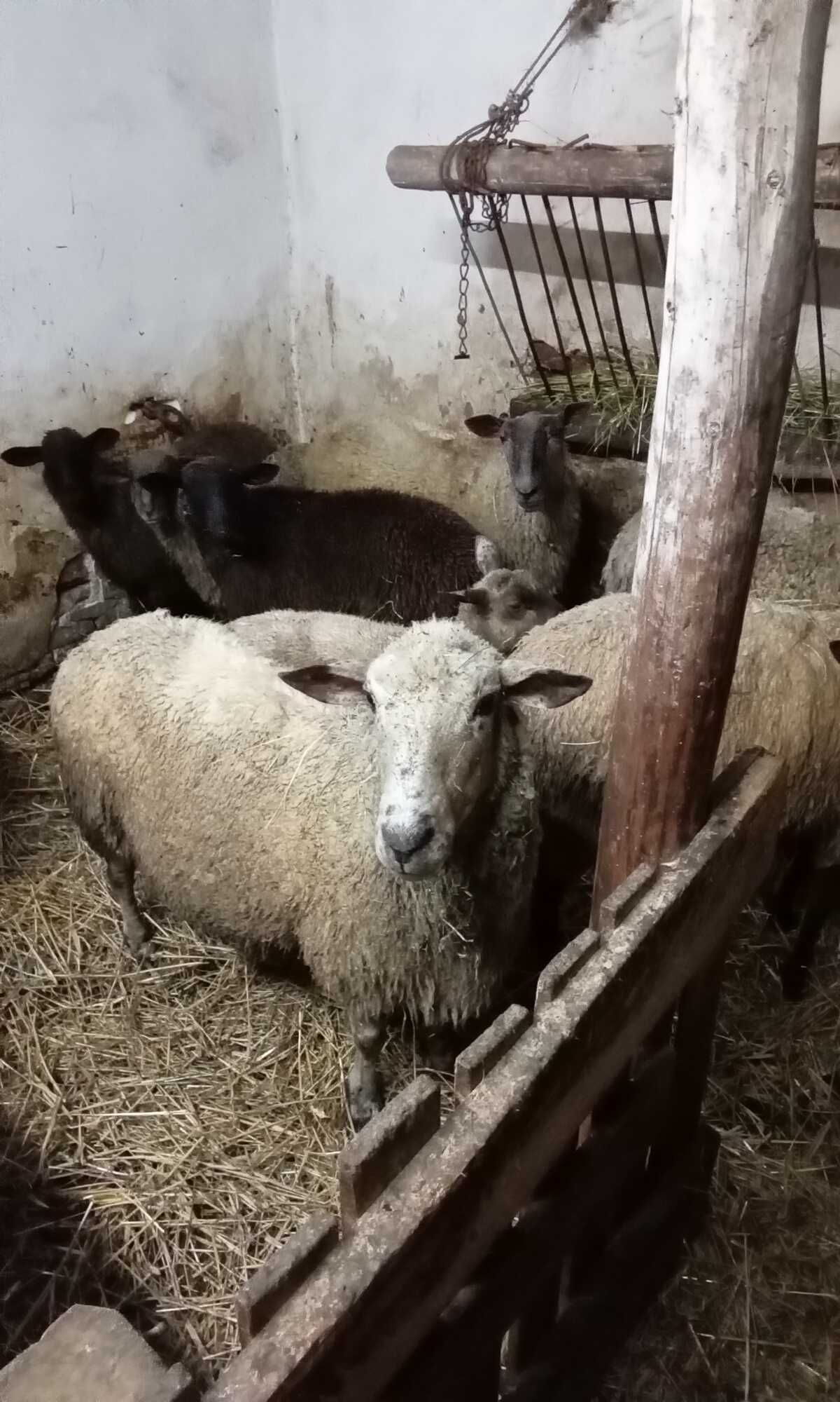 Owce jagnięta baranki