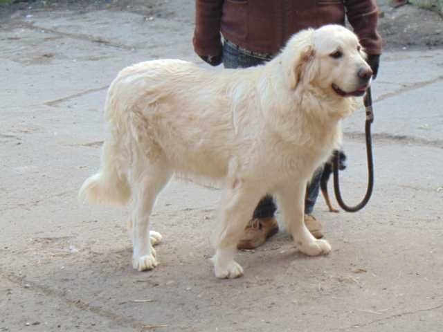 owczarek podhalański